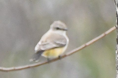 Vermilion Flycatcher - ML86267591