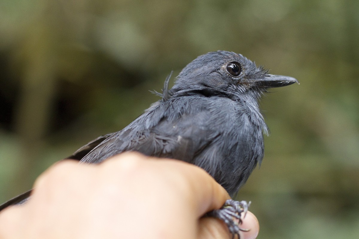 Dusky-throated Antshrike - ML86267641