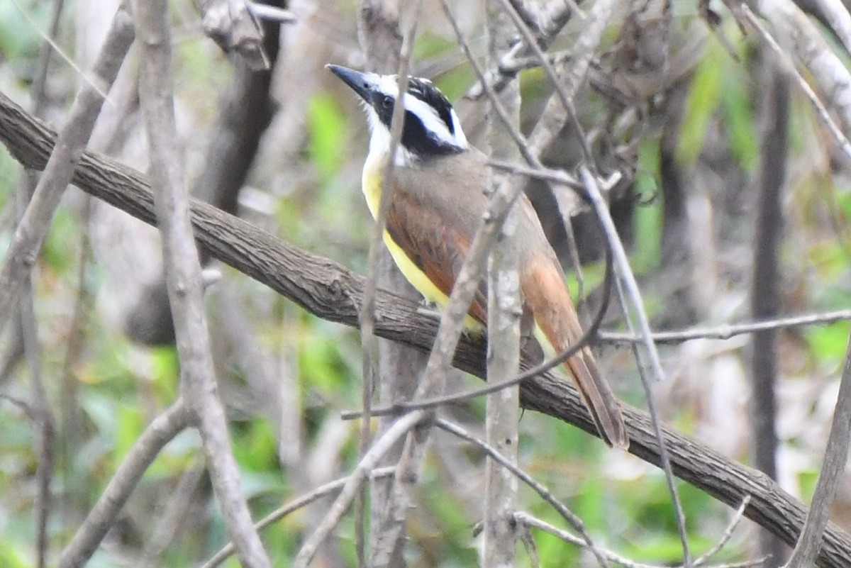 Great Kiskadee - ML86267751