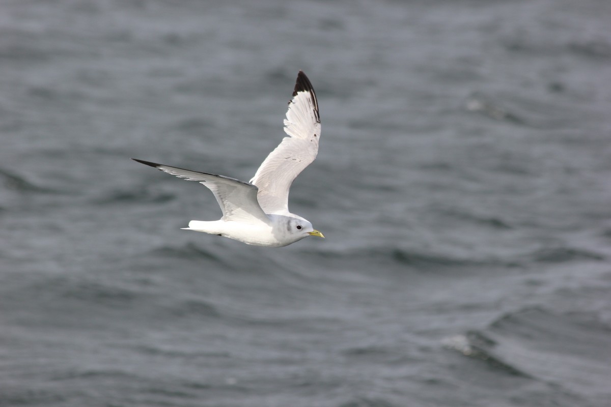 Black-legged Kittiwake - ML86268571