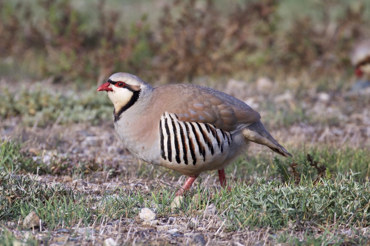 Chukar - ML86269921