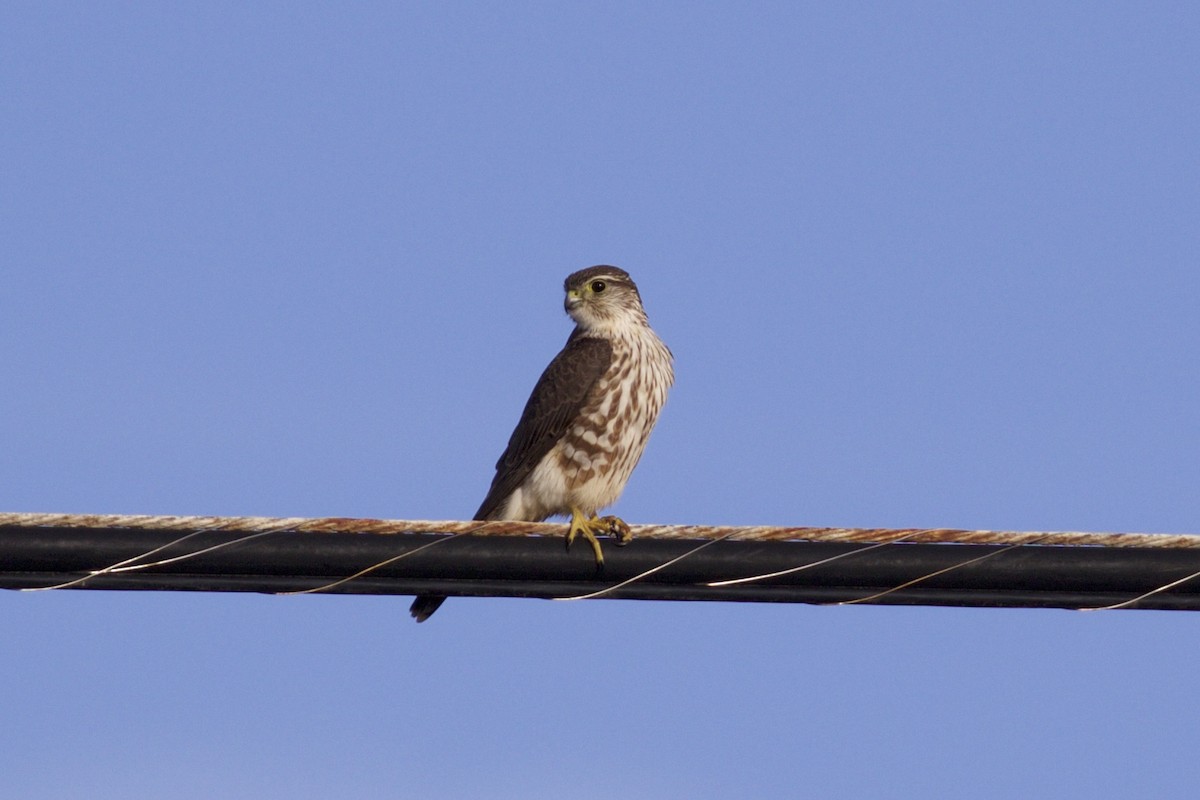 Підсоколик малий - ML86270131