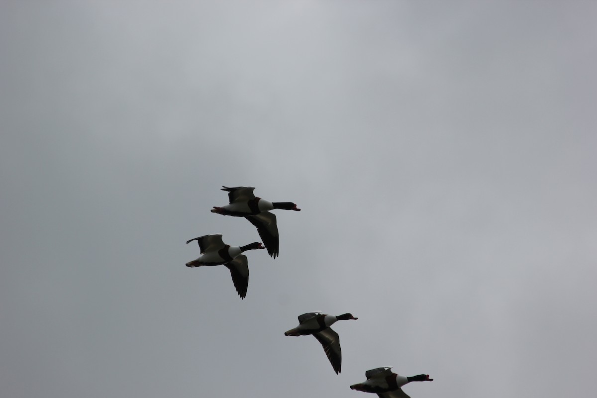 Common Shelduck - ML86272651