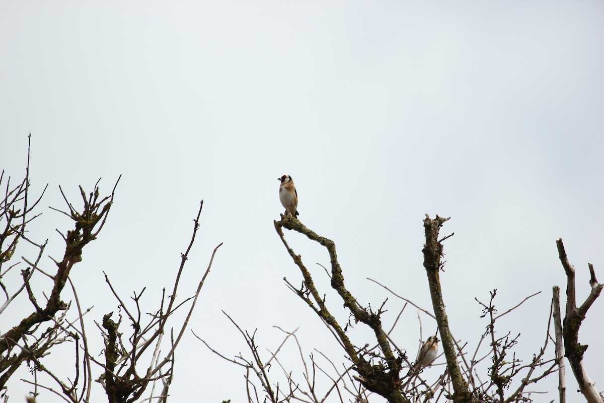 European Goldfinch - ML86272761