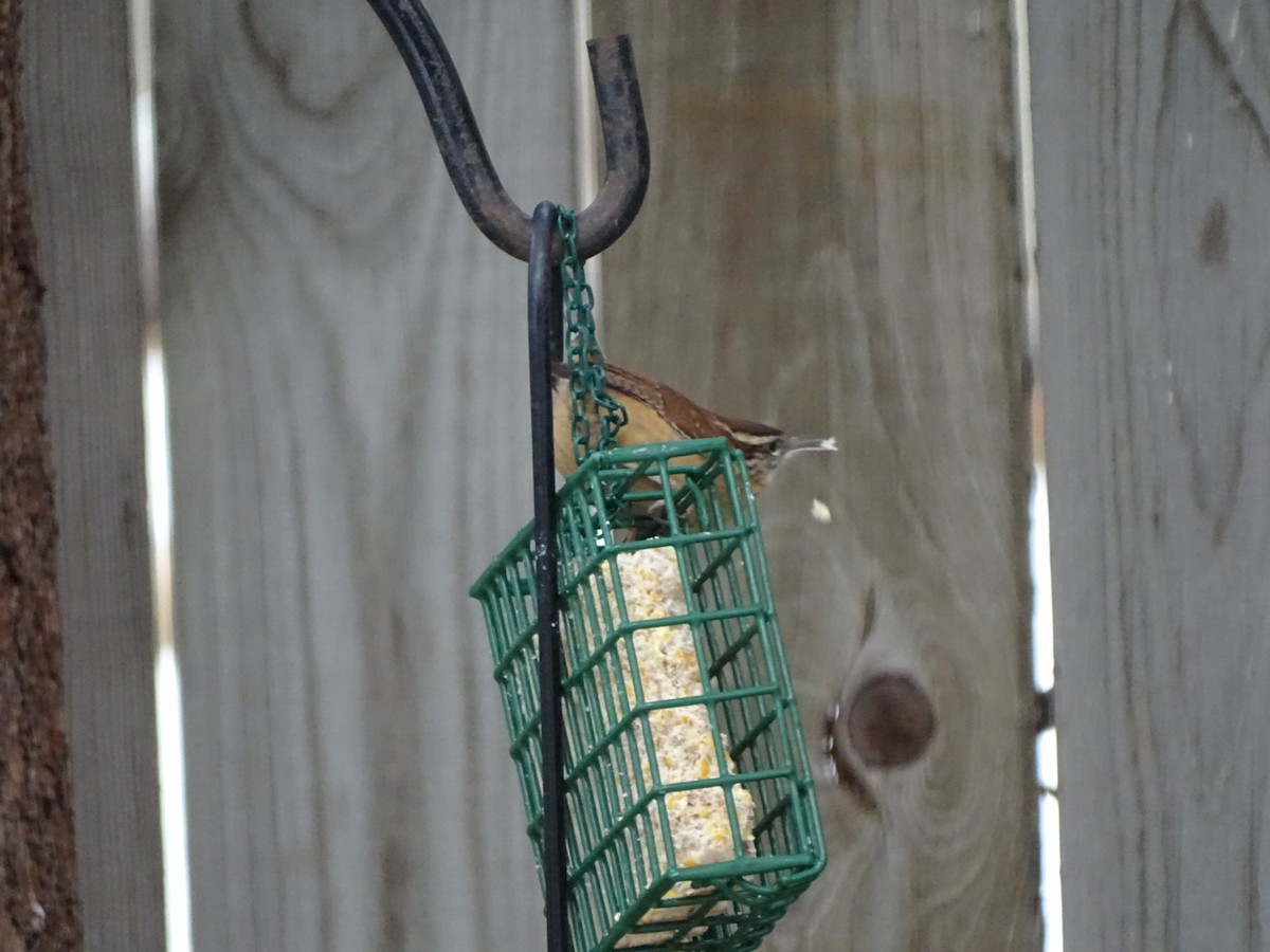 Carolina Wren - ML86272871