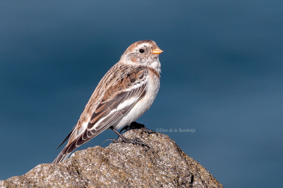 Snow Bunting - ML86276521
