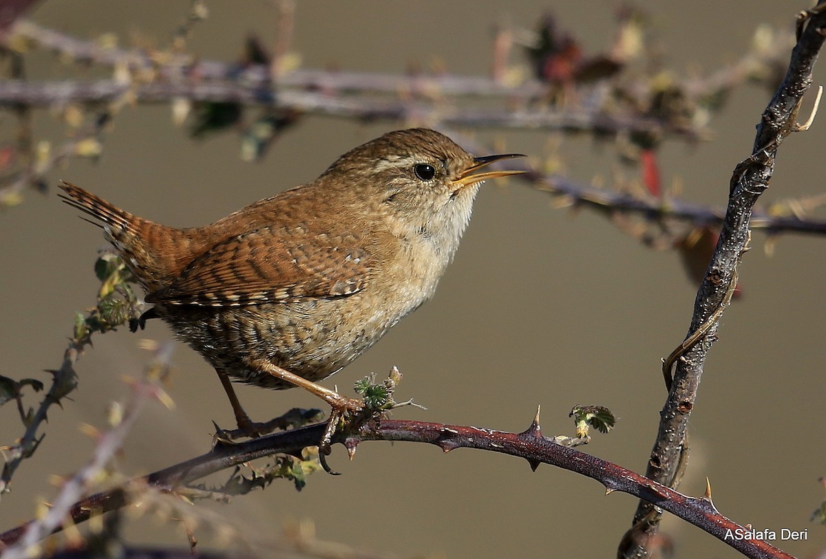 Eurasian Wren - ML86280741