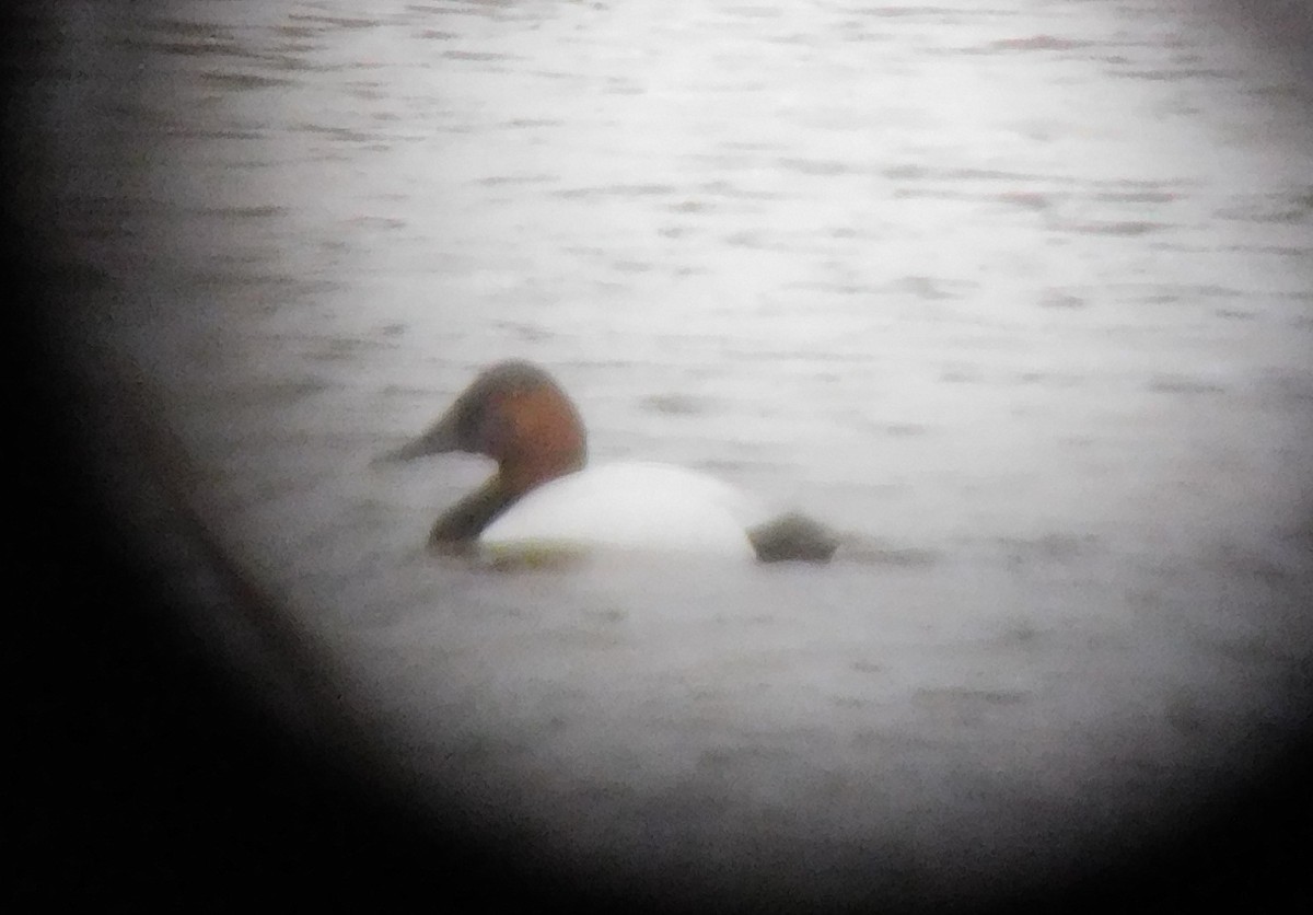 Canvasback - ML86282051