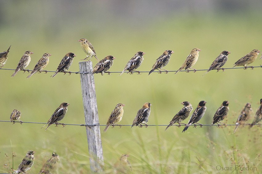 Bobolink - Oscar Bordon