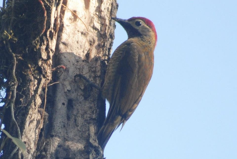 Golden-olive Woodpecker - ML86283441