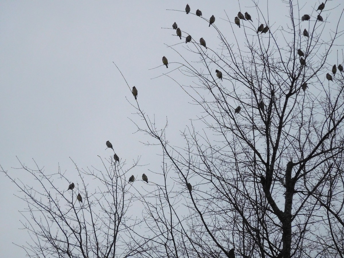 Cedar Waxwing - ML86283701