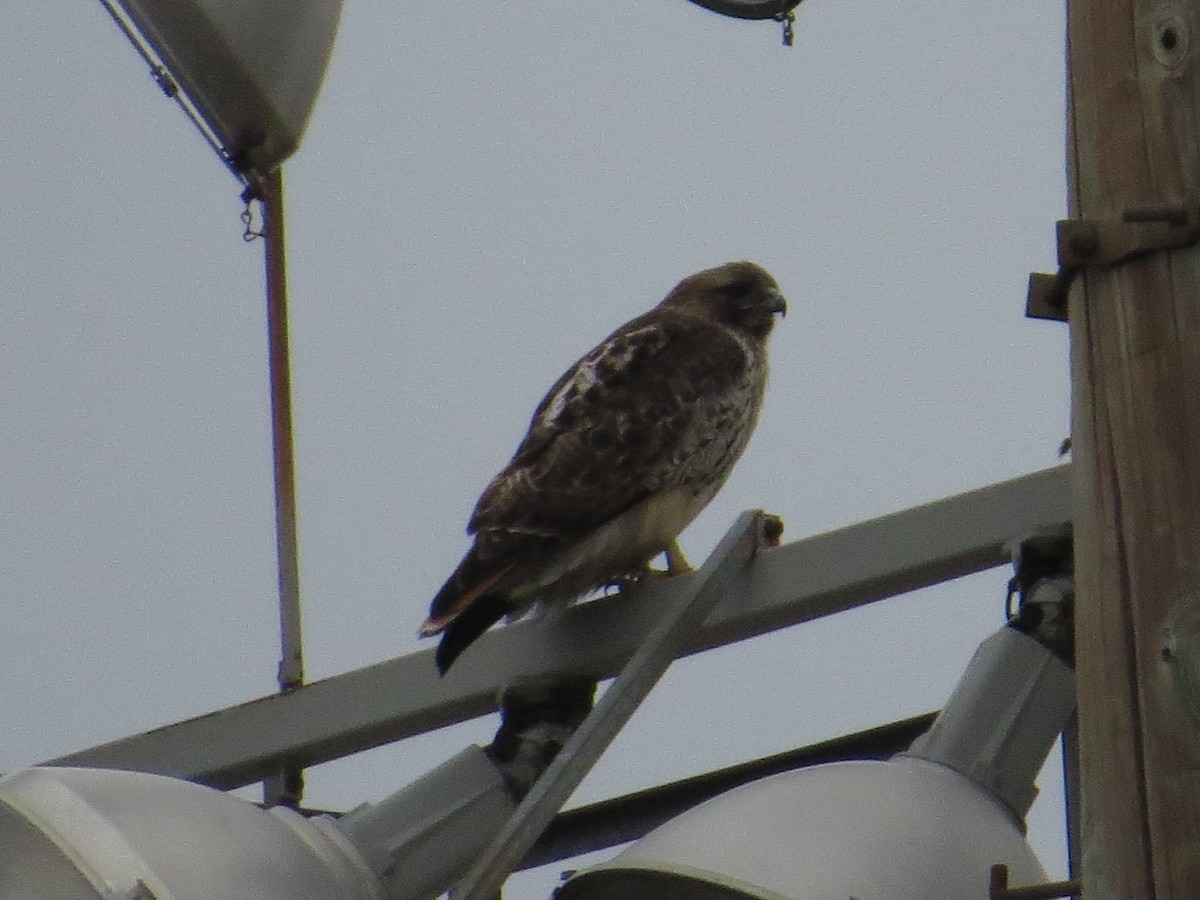 Red-tailed Hawk - Ben West