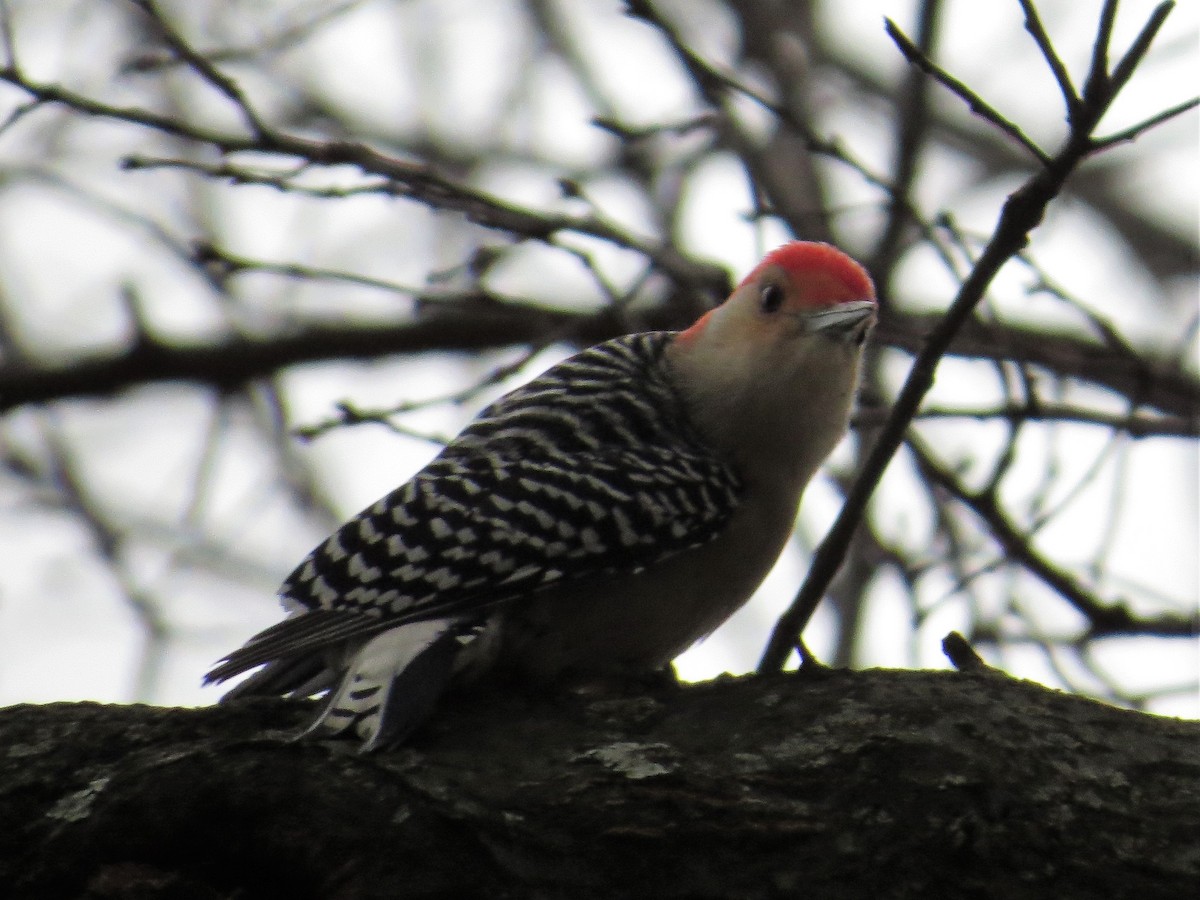 Red-bellied Woodpecker - Ben West