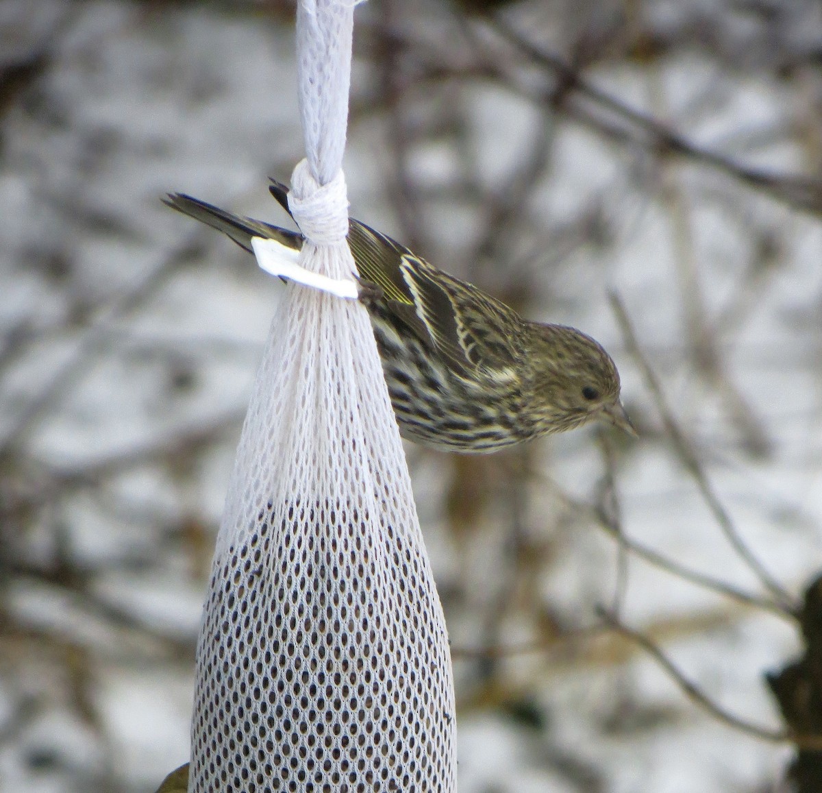 Pine Siskin - Suzanne Butcher