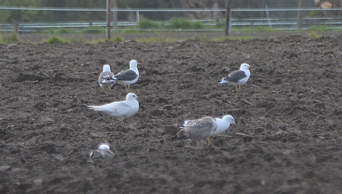 Iceland Gull - ML86289501