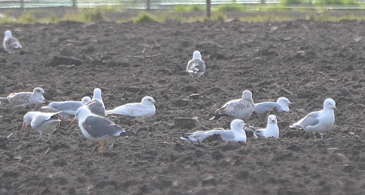 Iceland Gull - ML86289581