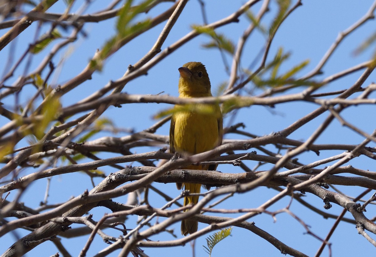 Summer Tanager - Bill Thompson