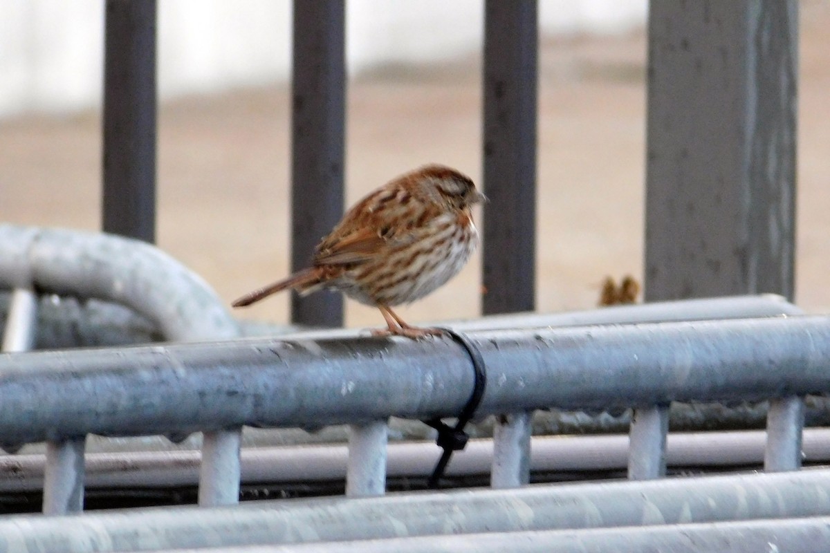 Song Sparrow - ML86294781