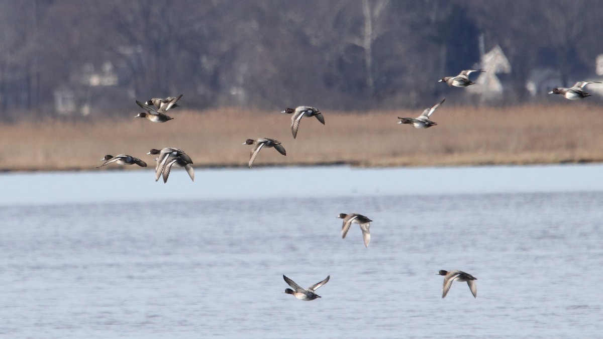 Lesser Scaup - ML86296491