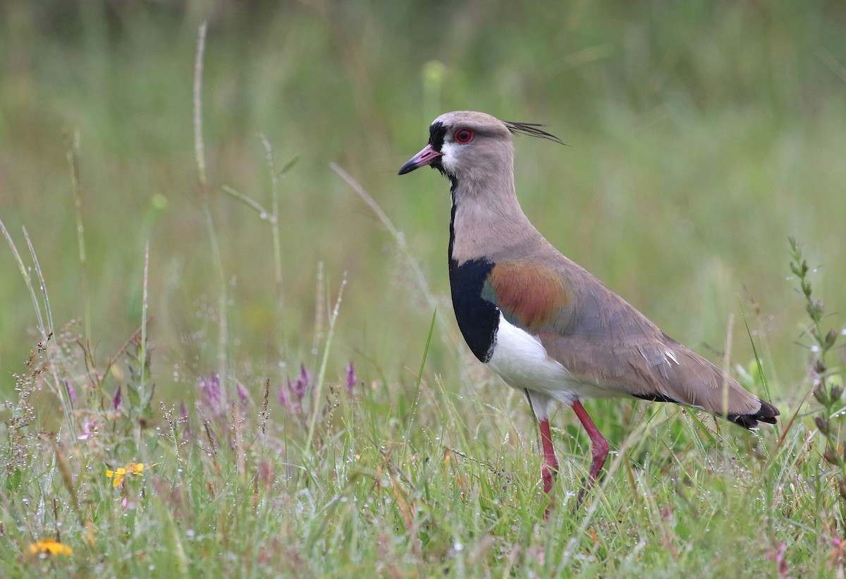 Southern Lapwing - Patrick MONNEY