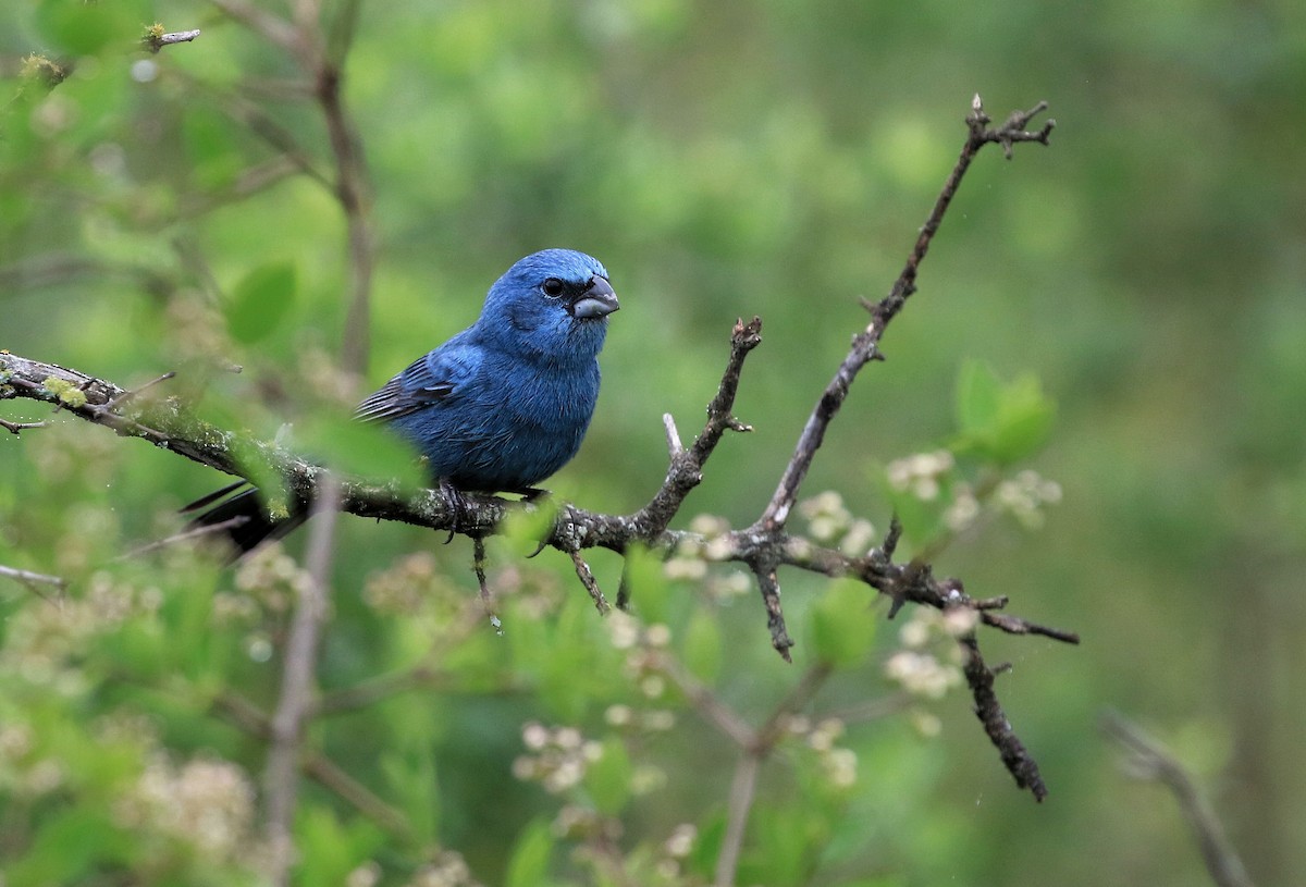 Glaucous-blue Grosbeak - ML86300371