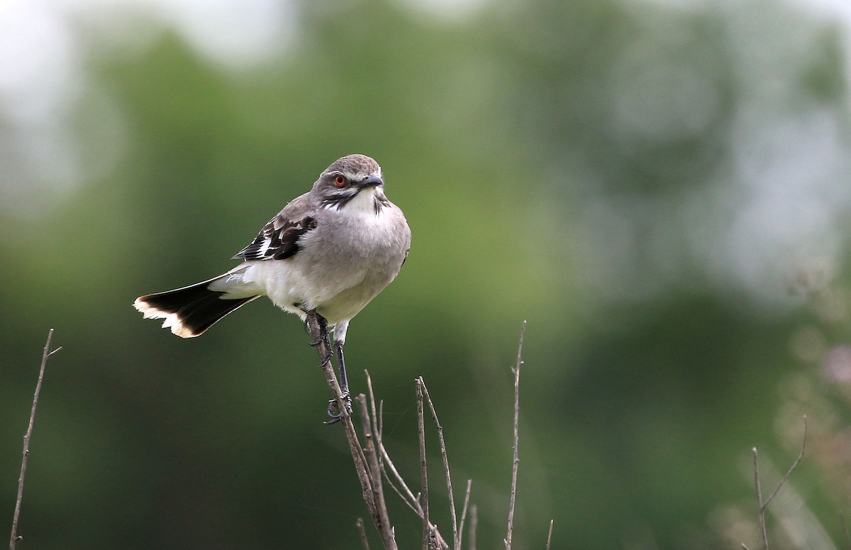 Gray Monjita - Patrick MONNEY