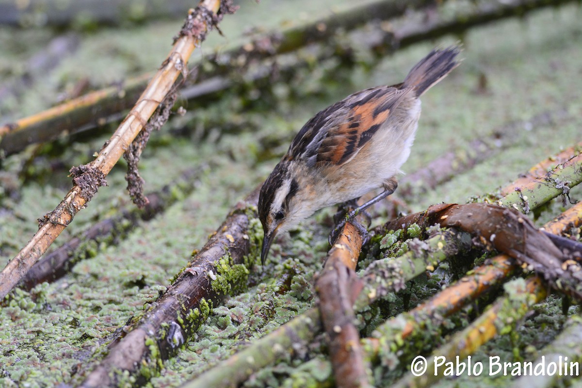 Wren-like Rushbird - Pablo Brandolin