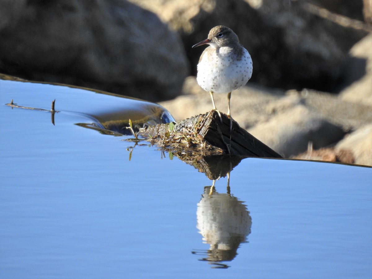 Spotted Sandpiper - ML86303521