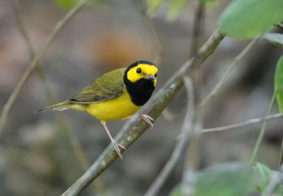 Hooded Warbler - ML86303831