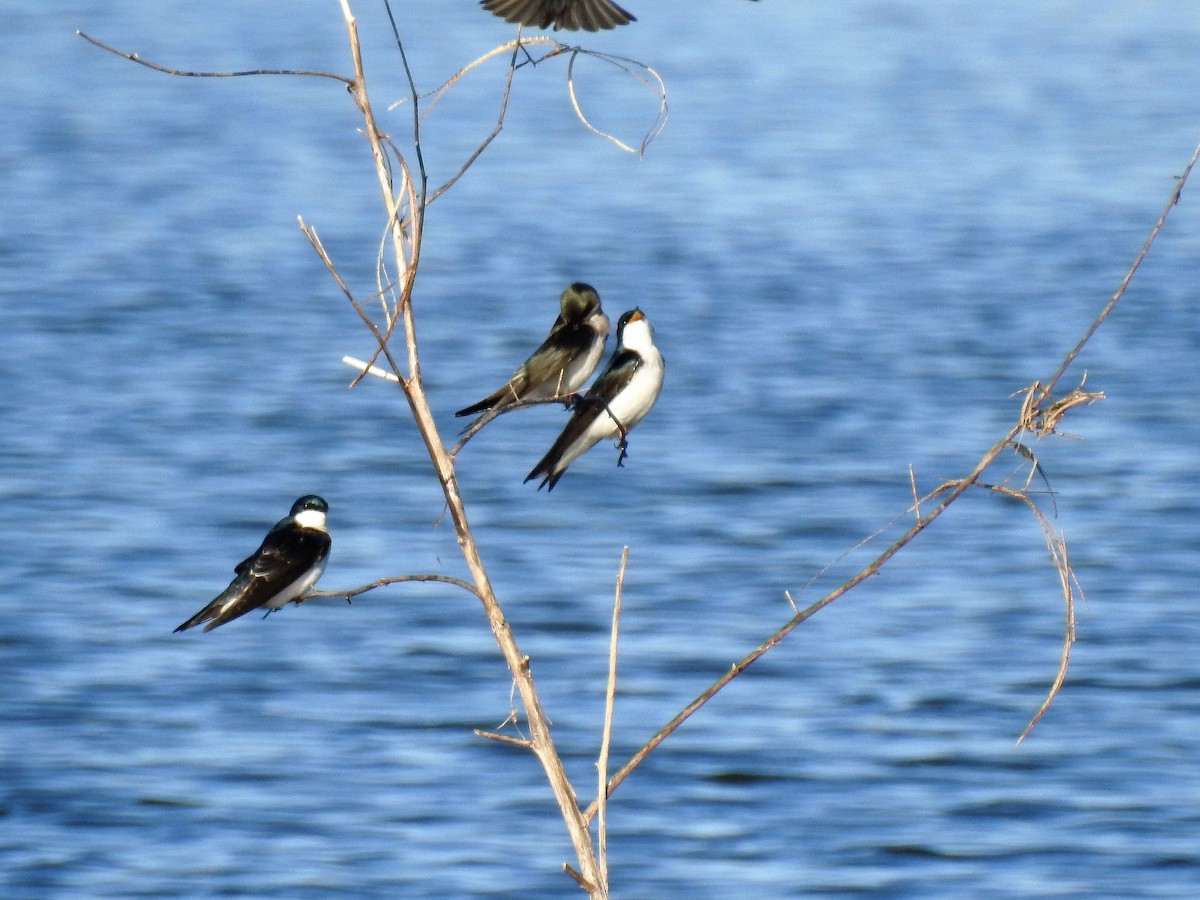 Tree Swallow - S. K.  Jones