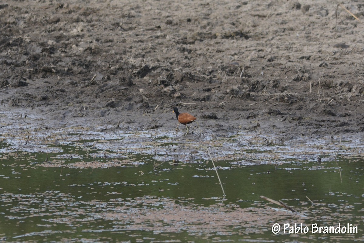 Wattled Jacana - ML86304321