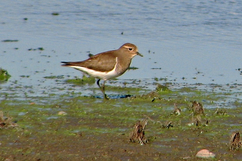 Rufous-chested Dotterel - ML86304601