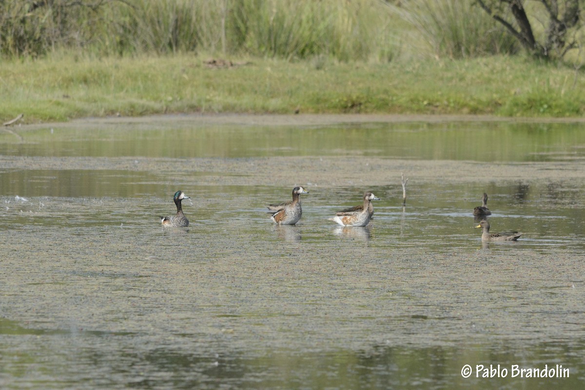 Chiloe Wigeon - ML86305891