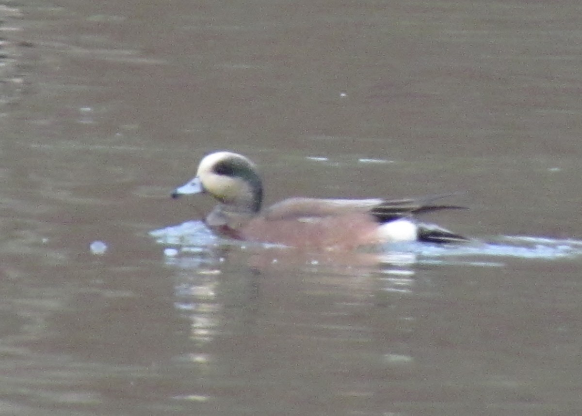 American Wigeon - ML86306041