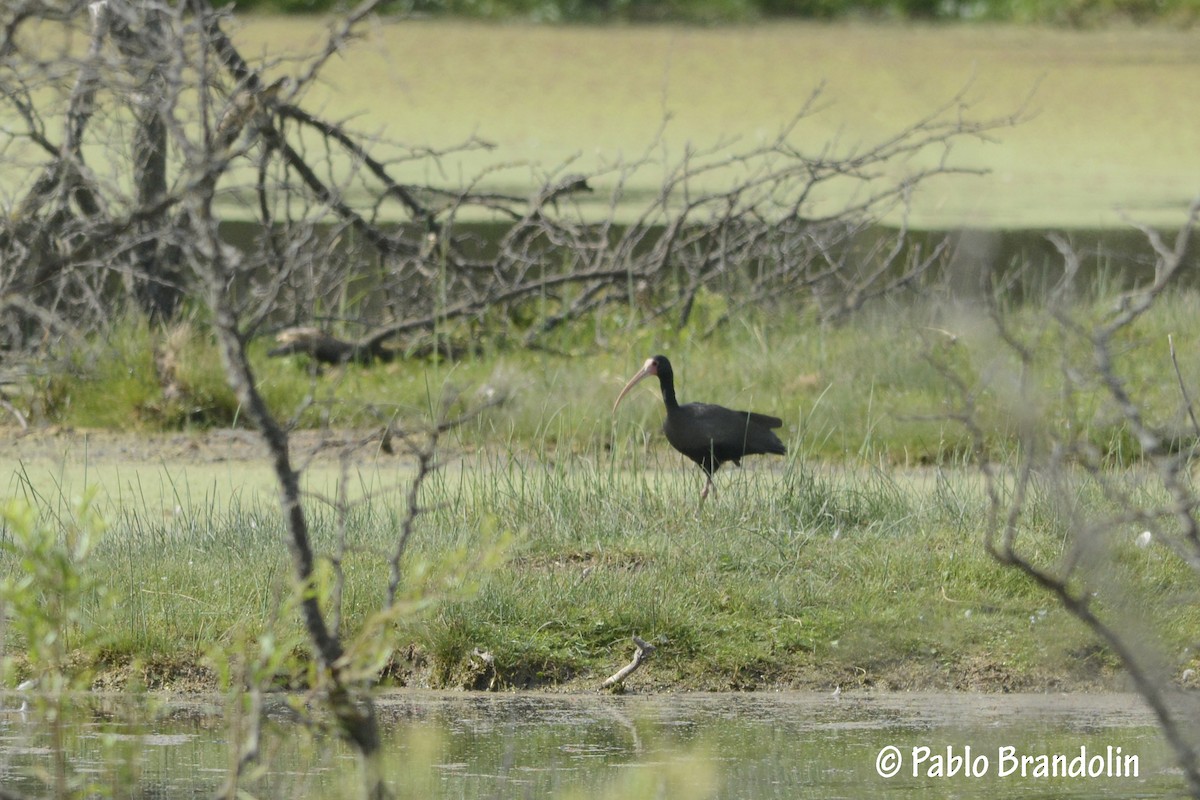 Bare-faced Ibis - ML86306361