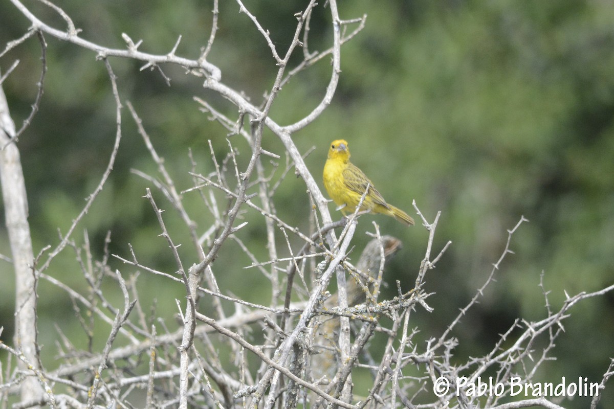 Saffron Finch - Pablo Brandolin