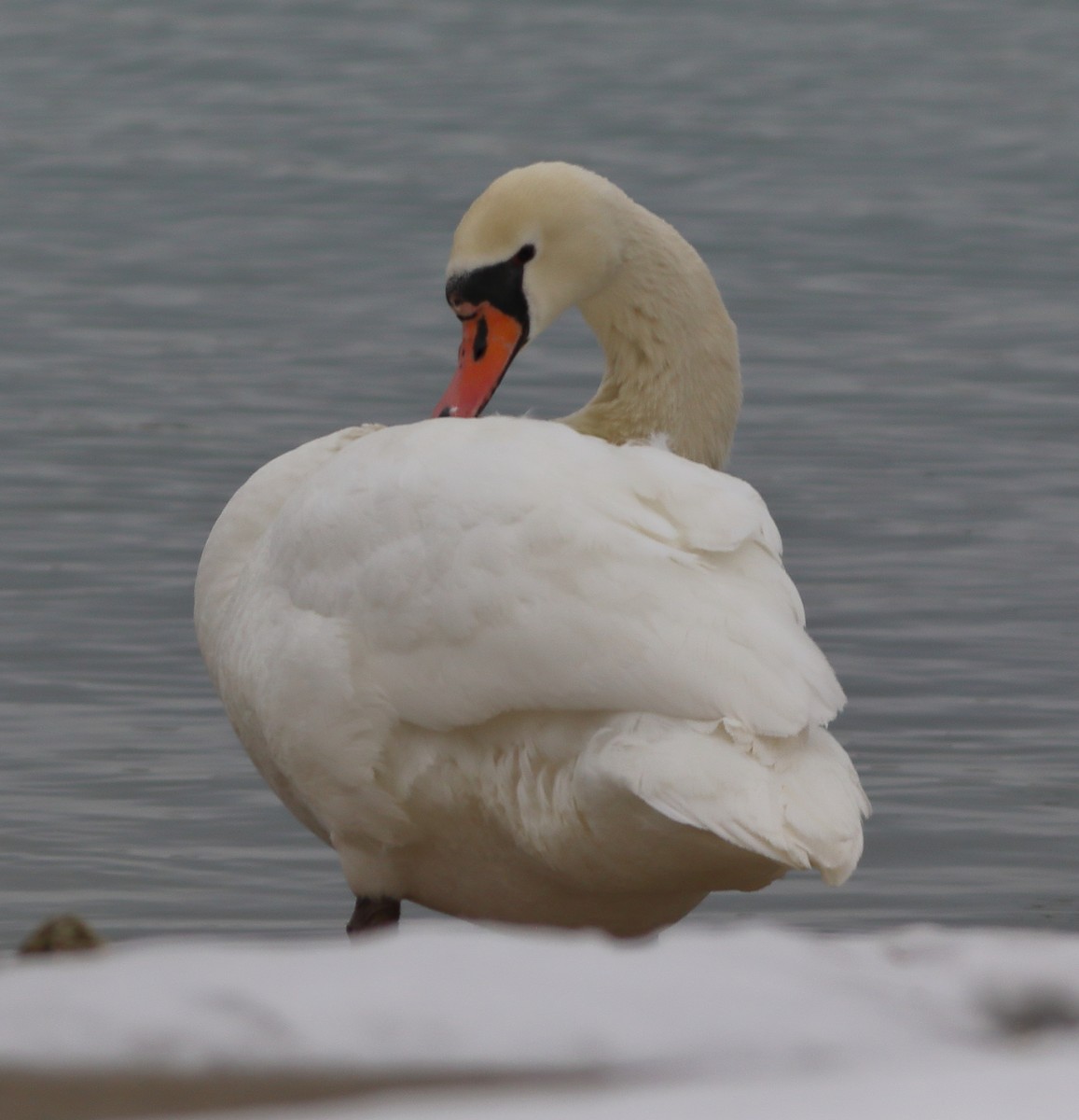 Mute Swan - Patricia Isaacson