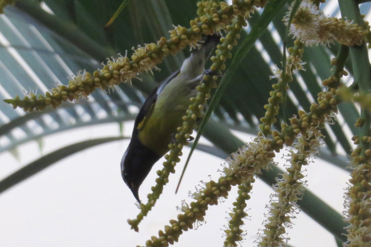 Bananaquit - Stefan Gleissberg