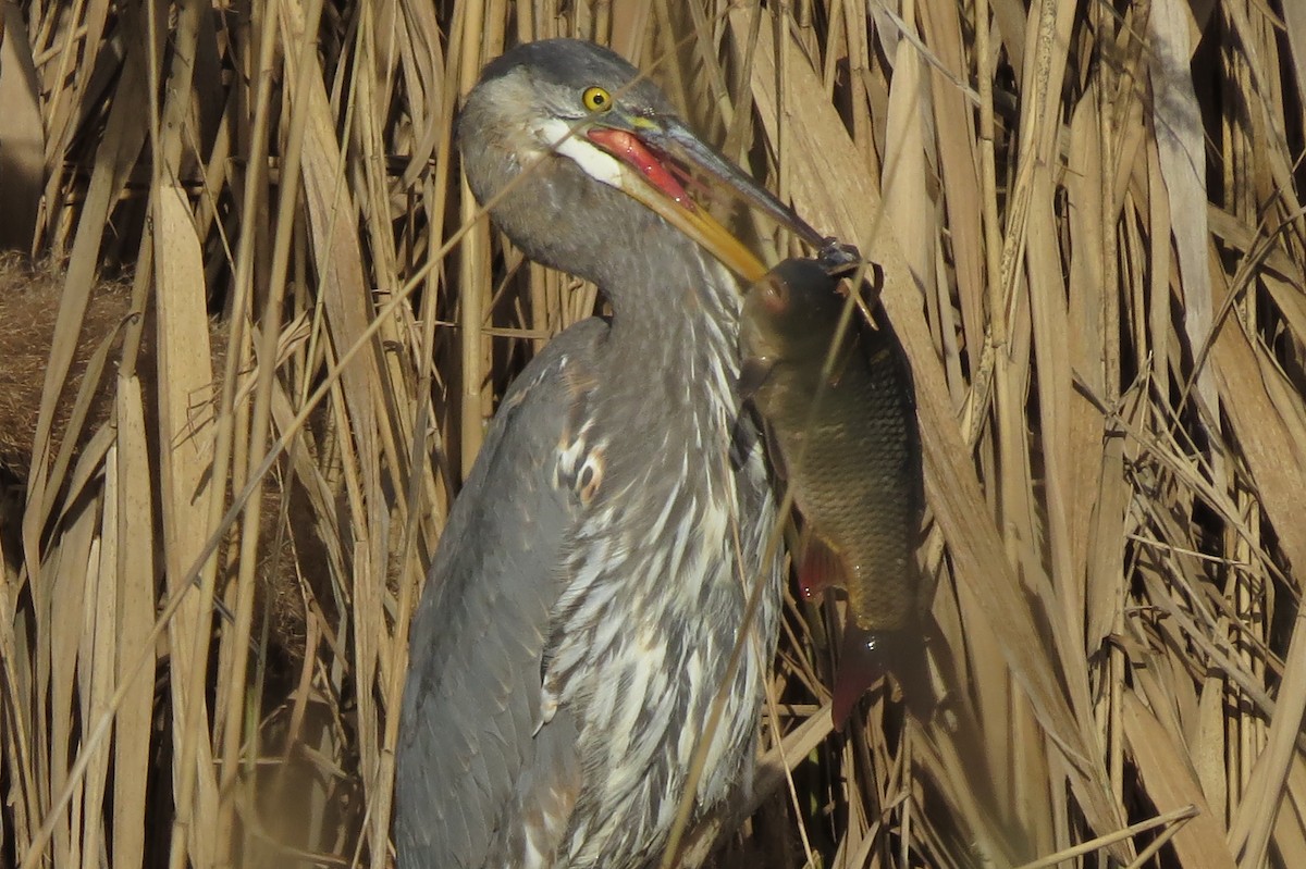 Great Blue Heron - ML86310821