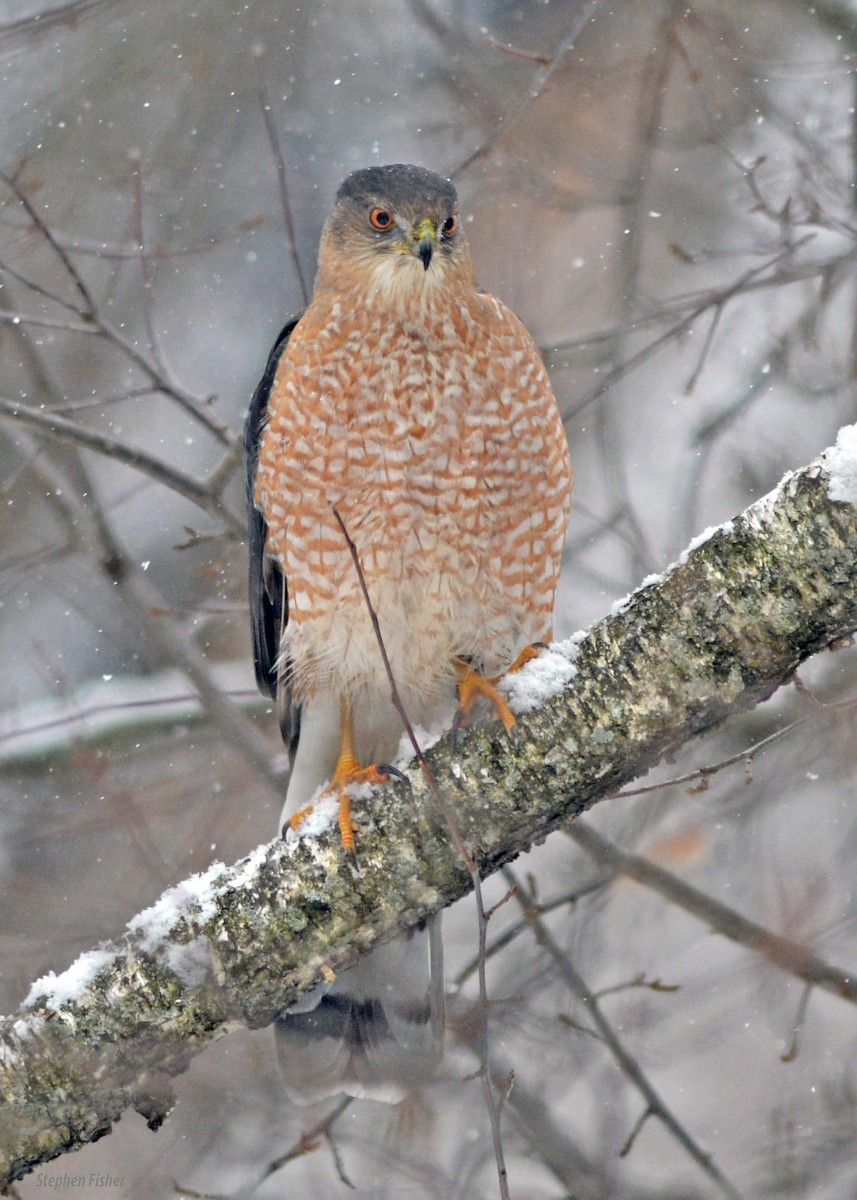 Cooper's Hawk - Stephen Fisher