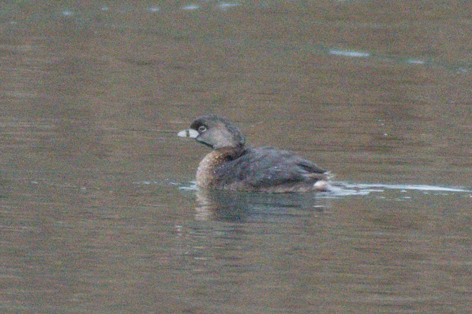 Pied-billed Grebe - ML86312131