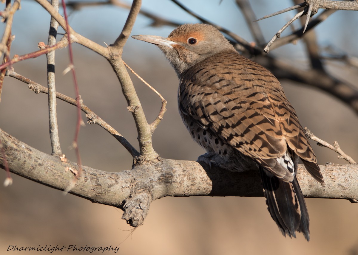 Northern Flicker - ML86312801