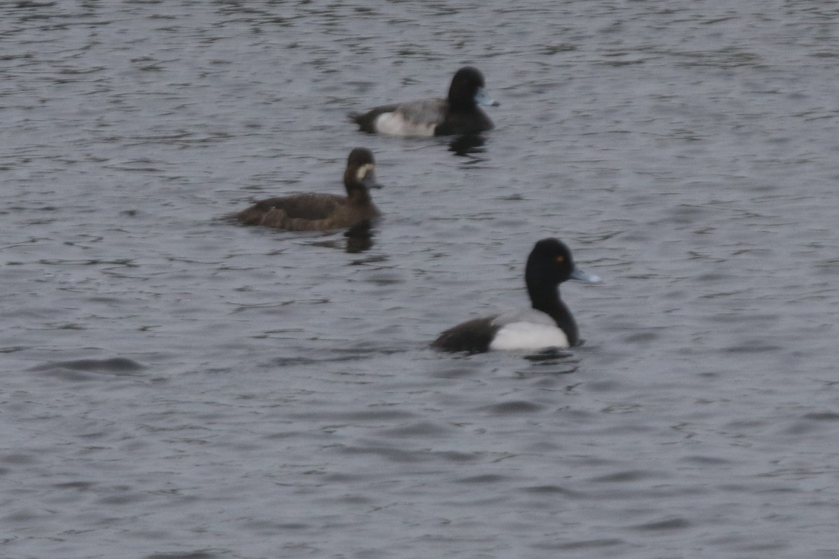 Lesser Scaup - ML86313881