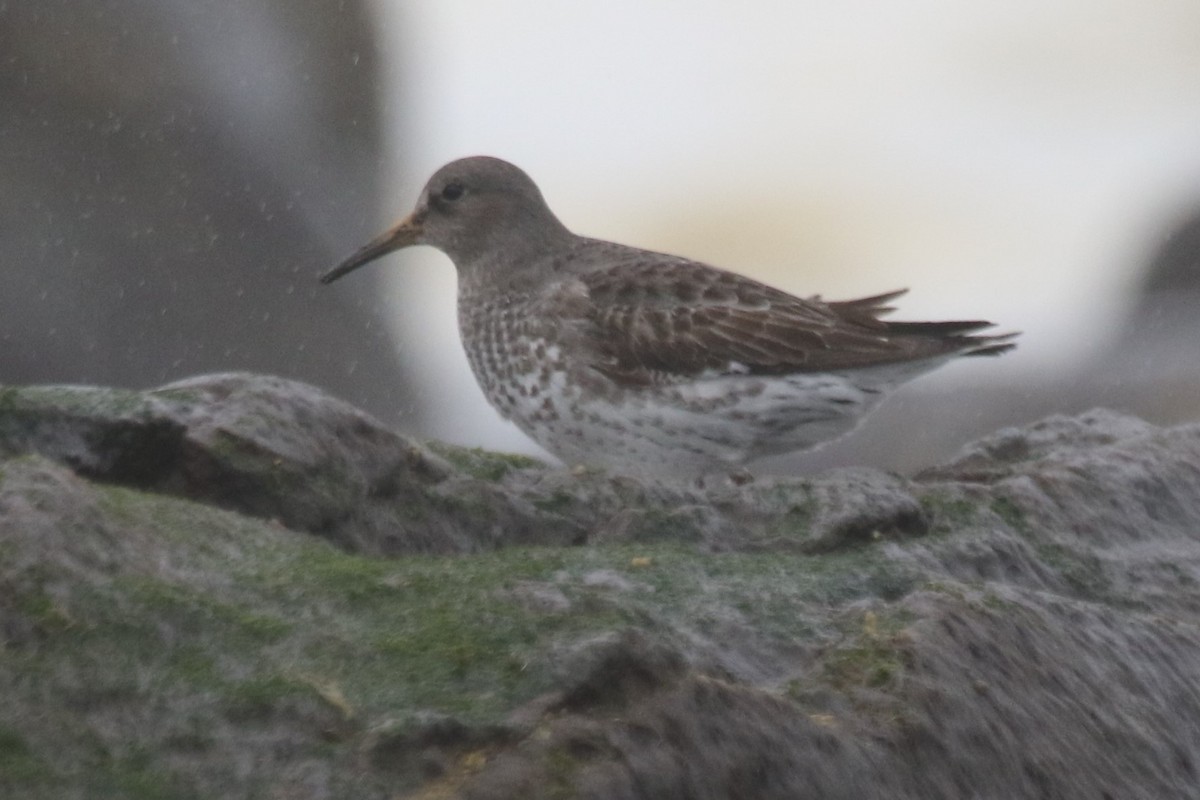 Rock Sandpiper - Scott Lewis