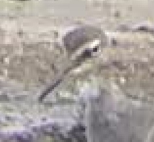 美洲黃足鷸 - ML86314591