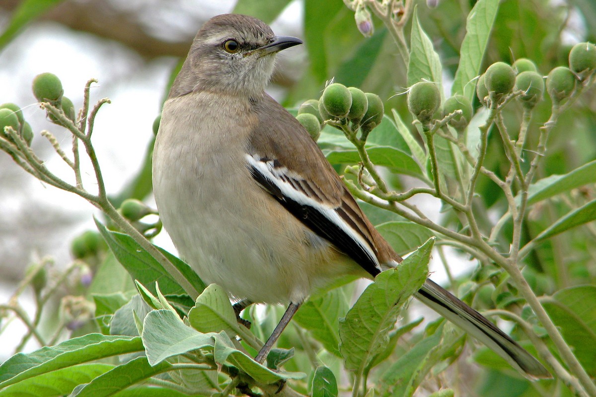 White-banded Mockingbird - Hugo Hulsberg