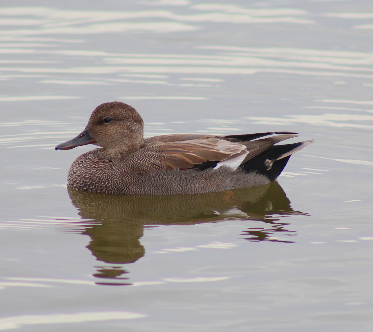 Gadwall - ML86315411