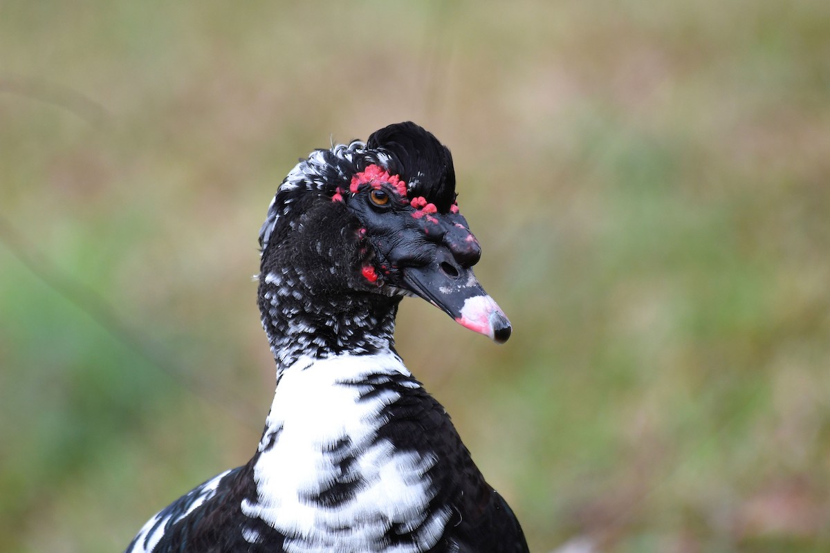 Muscovy Duck (Domestic type) - Sam Miller