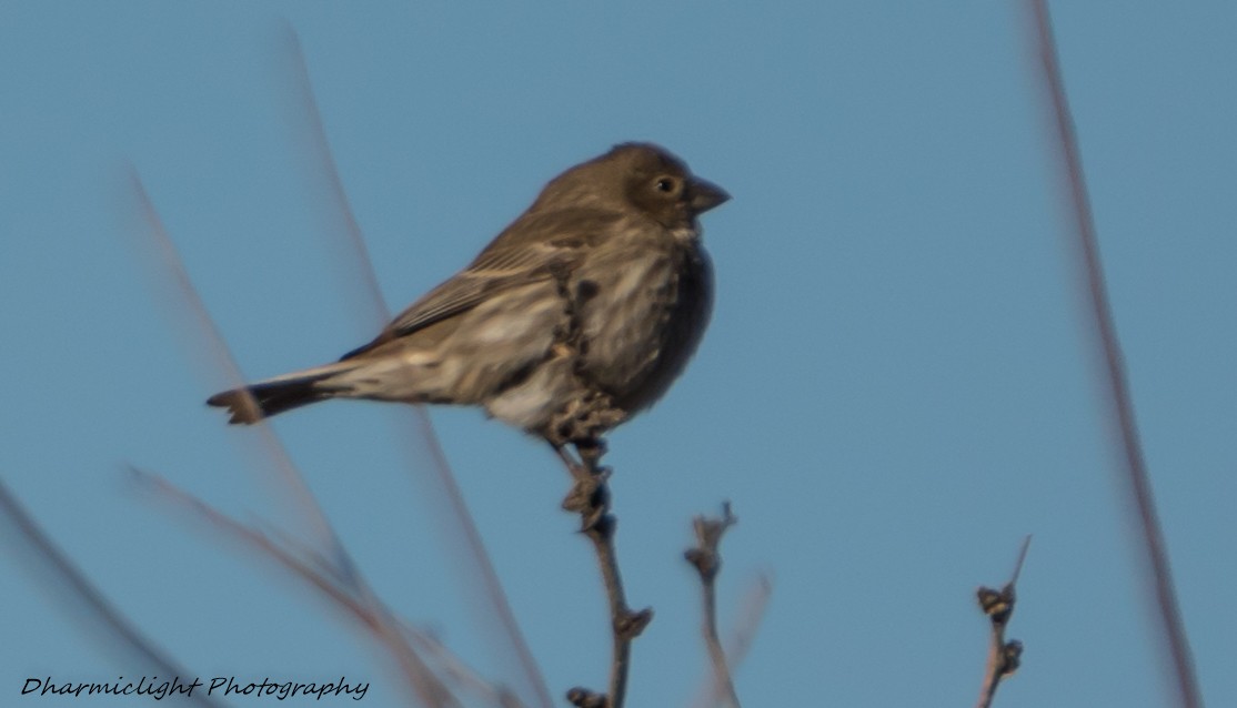 House Finch - ML86317921