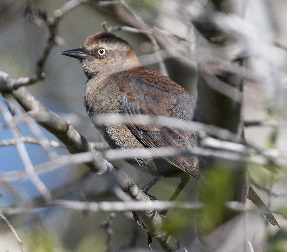 Rusty Blackbird - ML86317951